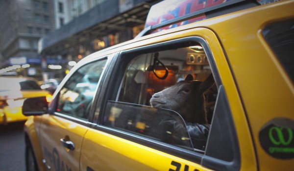 宠物可以上地铁么