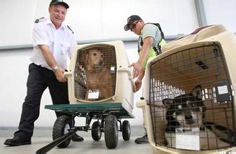 宠物可以上地铁么