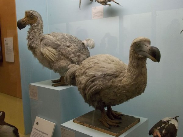 世界上最大的鸟是什么鸟