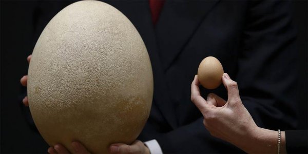 世界上最大的鸟是什么鸟