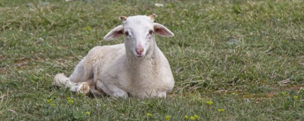 梦见好多羊群是什么意思