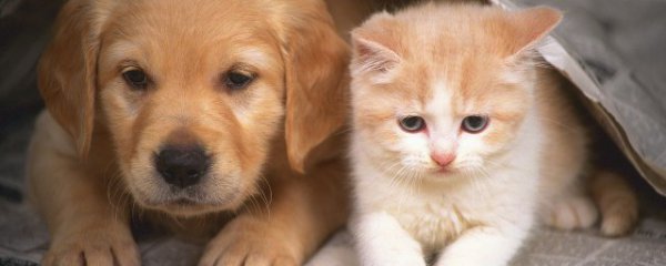 小猫不拉屎怎么办