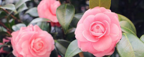 买回来的鲜花怎么保鲜