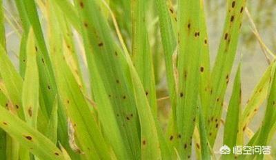 水稻叶有锈斑怎么回事点