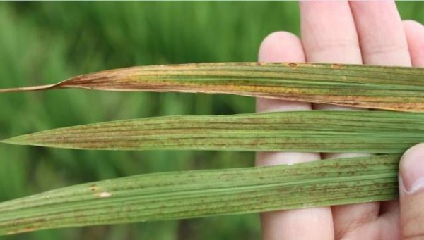水稻叶有锈斑怎么回事点