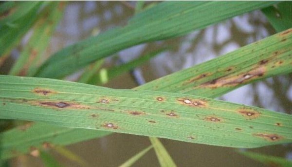 水稻叶有锈斑怎么回事点