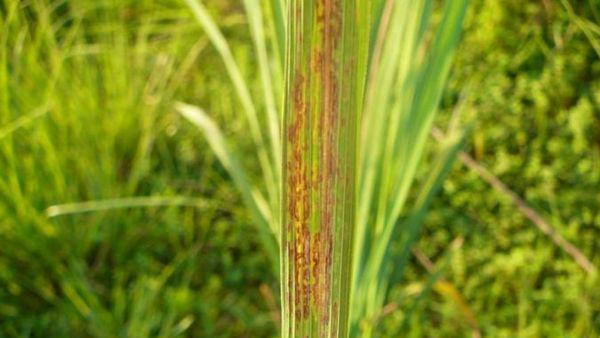 水稻叶有锈斑怎么回事点