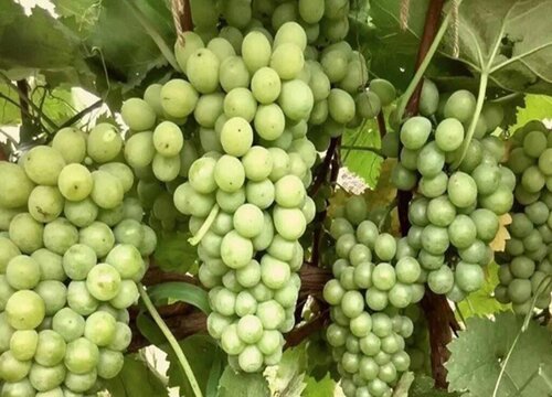 葡萄春季施肥用什么肥料