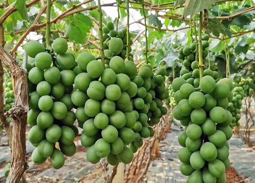 葡萄春季施肥用什么肥料