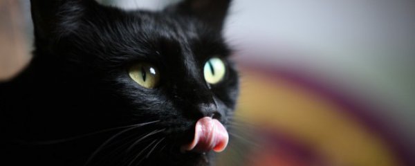 猫吃叶子怎么回事