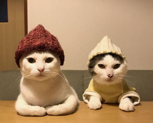 网络语言铲屎官是什么意思