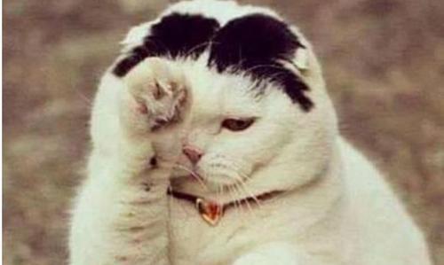 网络语言铲屎官是什么意思