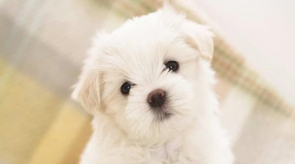 网络语言铲屎官是什么意思