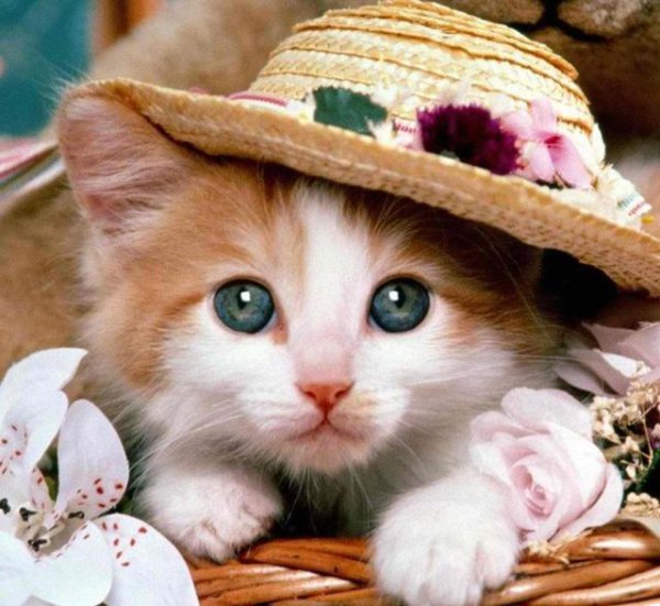 网络语言铲屎官是什么意思