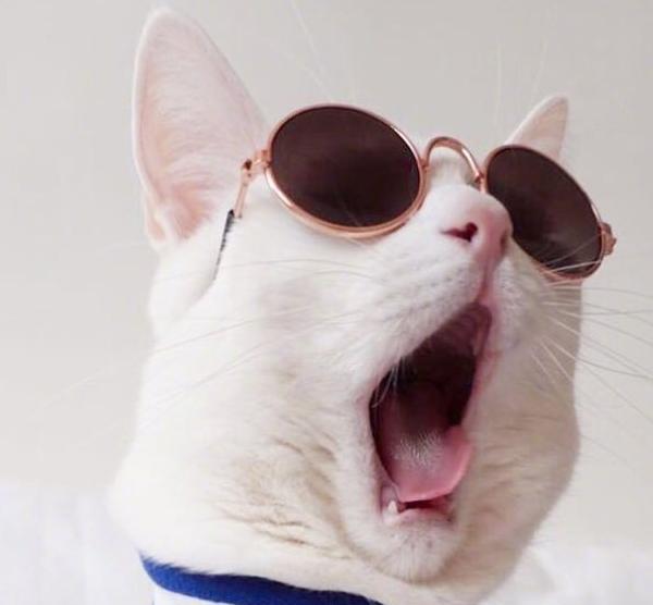 网络语言铲屎官是什么意思