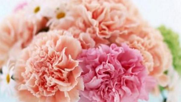 道歉的花送什么花