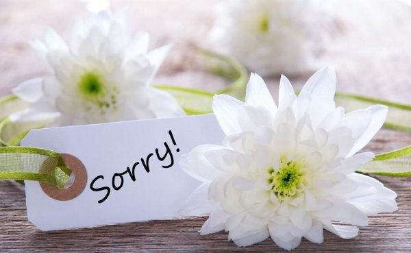 道歉的花送什么花