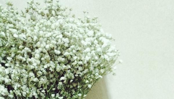 道歉的花送什么花