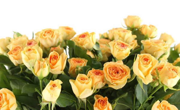 道歉的花送什么花