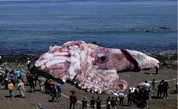 深海为什么比太空恐怖