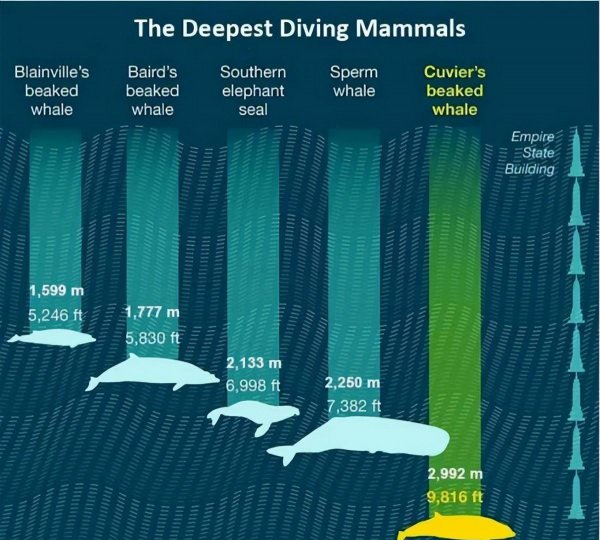 深海为什么比太空恐怖