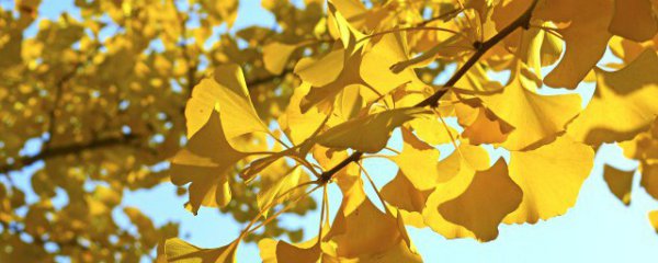 银杏树为什么被称为活化石