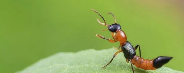 隐翅虫怎么预防才好