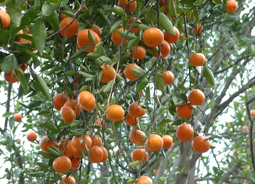 目前最好吃的4个品种柑橘