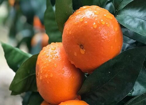 目前最好吃的4个品种柑橘