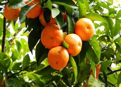 目前最好吃的4个品种柑橘