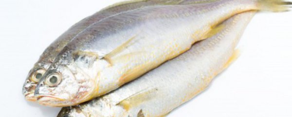 鱼怎么保鲜急冻