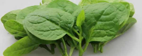 木耳菜能生吃吗