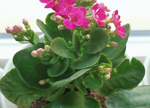 长寿花黄叶又掉叶的该怎么处理