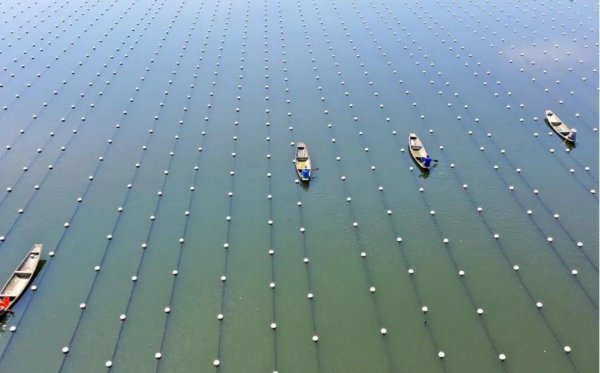 巴洛克珍珠是什么珍珠