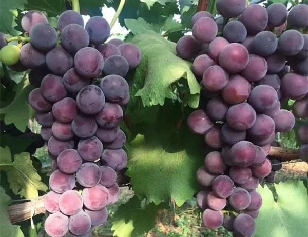 公认口感好的葡萄品种