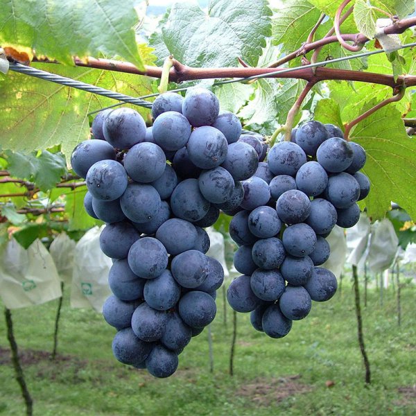 公认口感好的葡萄品种