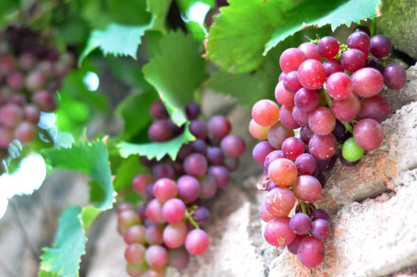 公认口感好的葡萄品种