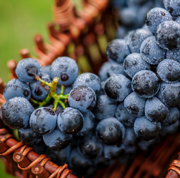 公认口感好的葡萄品种