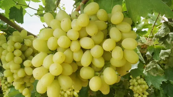 公认口感好的葡萄品种