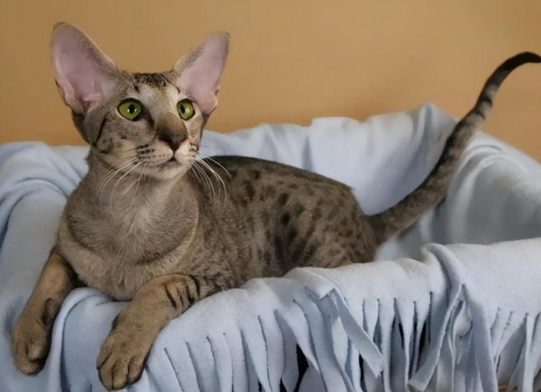 猫的寿命一般多少年