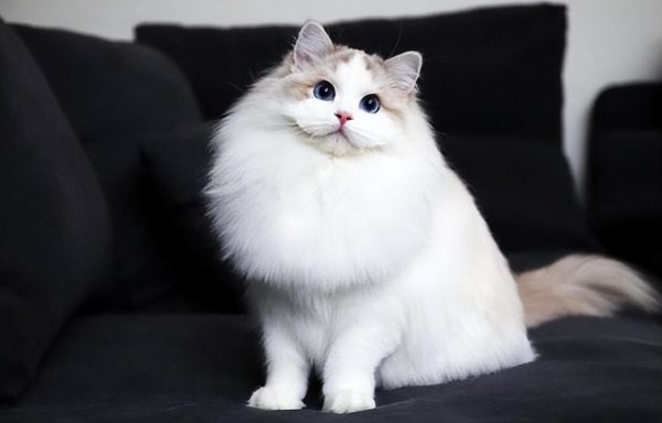 猫的寿命一般多少年