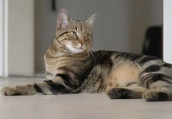 猫的寿命一般多少年