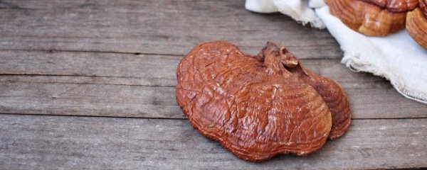 什么季节吃灵芝好