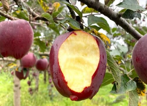 粉苹果有哪些品种名称