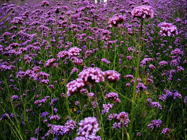处座女最怕的星座男
