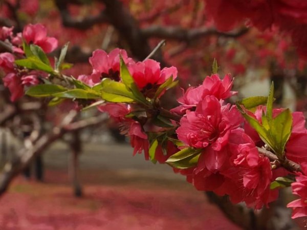 处座女最怕的星座男