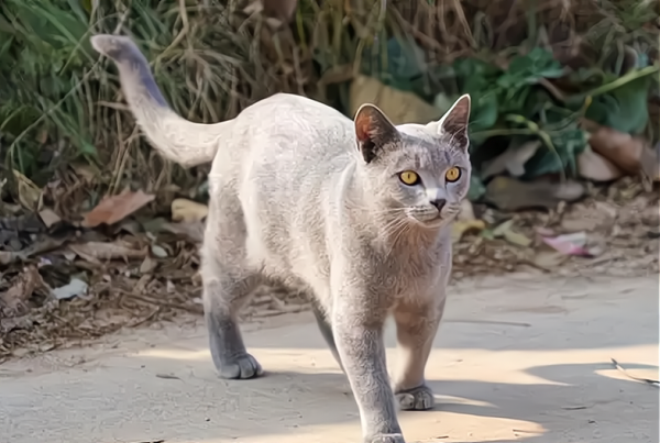 有猫来家里是好还是不好