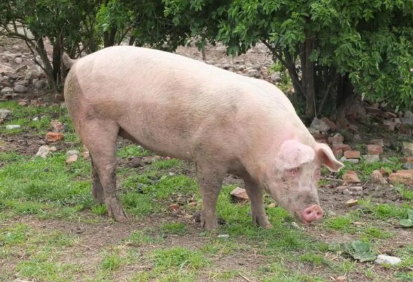 有猫来家里是好还是不好