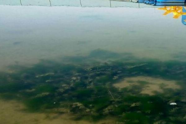 虾塘青苔最佳处理方法