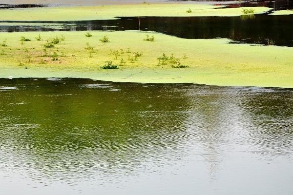 虾塘青苔最佳处理方法